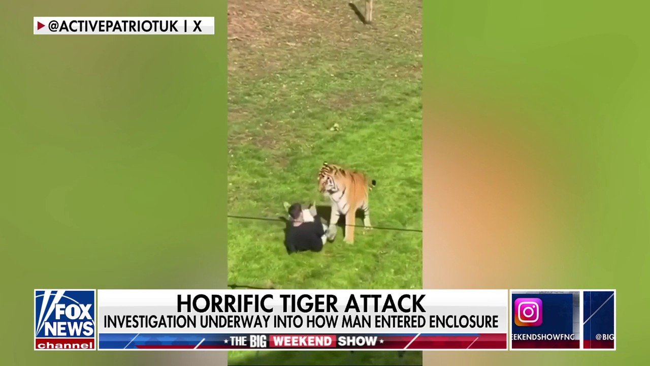 Tomi Lahren defends tiger after fatal wildlife park encounter