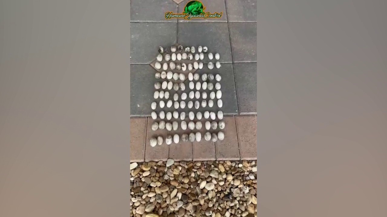 Professional exterminator discovers 'record' number of iguana eggs laid on Florida property