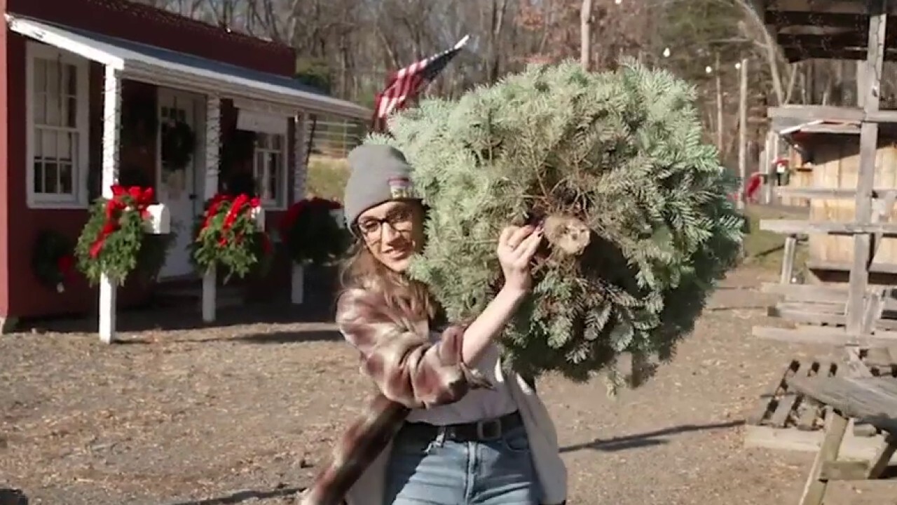 FOX News' Kat Timpf leans into her lumberjack era by learning how to cut down a Christmas tree at Hidden Pond Tree Farm on 'FOX News Saturday Night.'
