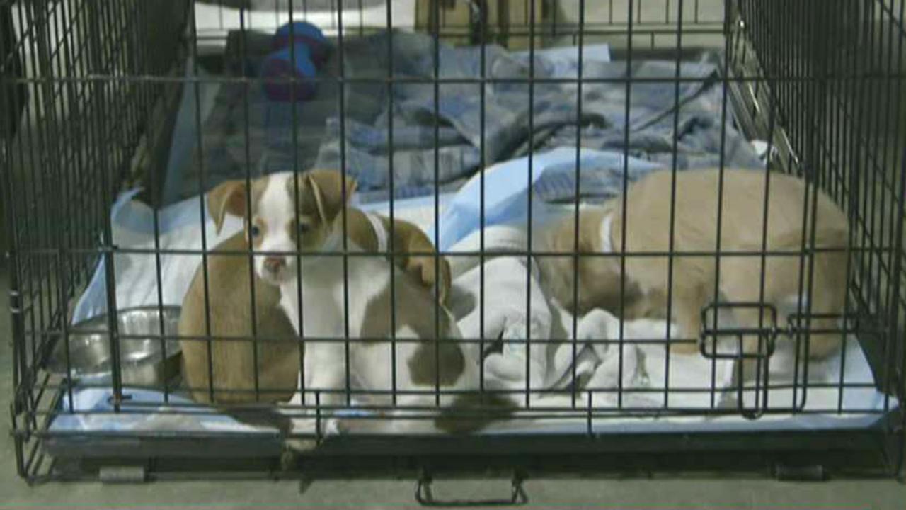 Effort to reunite pets separated from owners by hurricanes
