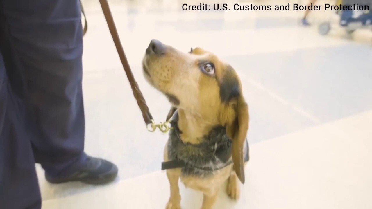 Sniffing out threats: Freddy of the CBP Beagle Brigade on duty at Dulles airport