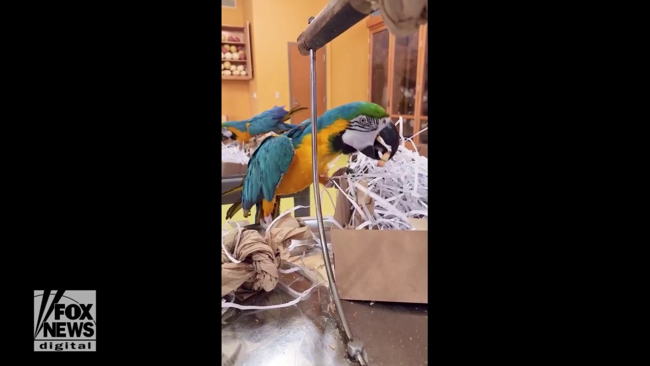  Blue-and-yellow macaw looks for hidden snacks 