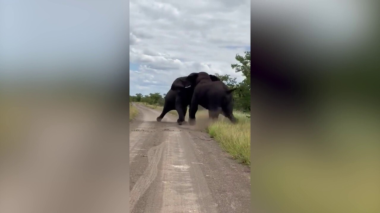 Footage shows two elephants in heated battle, knocking over nearby trees