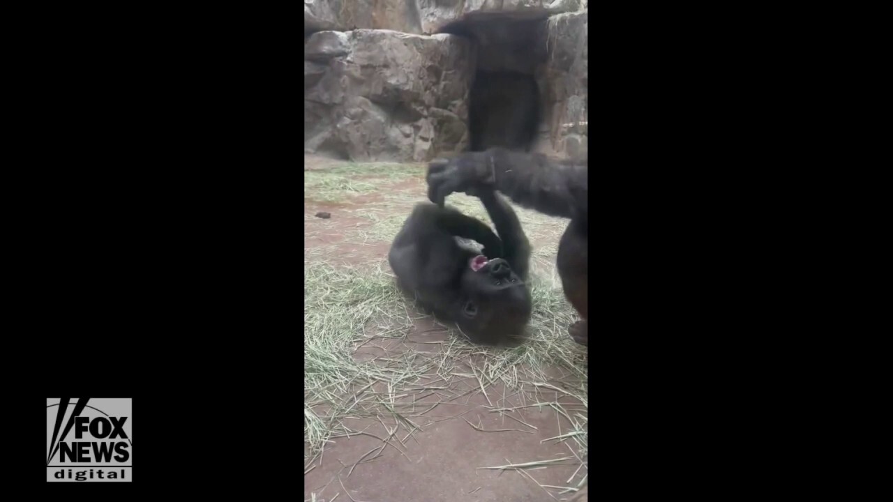 Gorilla tickled by mother results in loads of laughs
