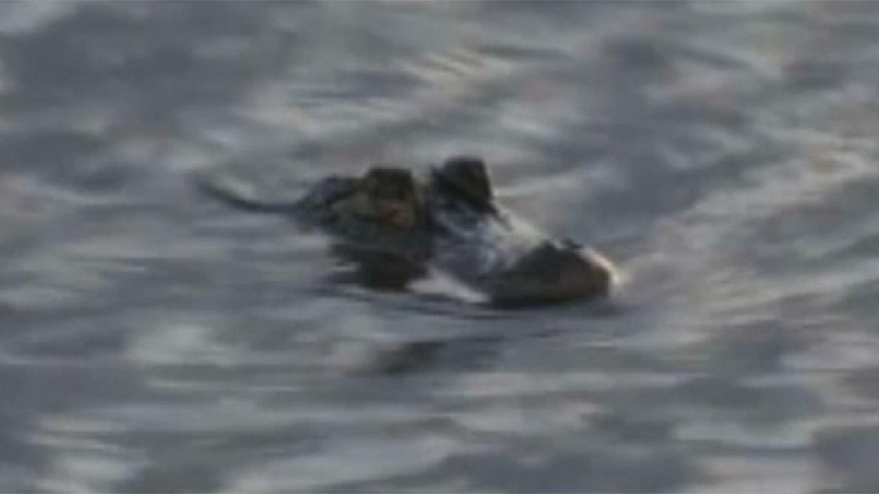 Alligator reportedly spotted in Northern California