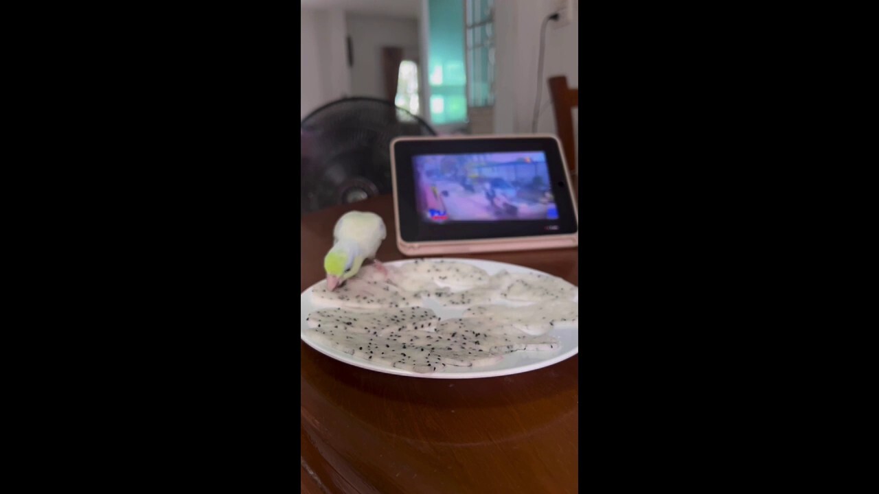 Parrot picks seeds from dragonfruit without touching the white flesh