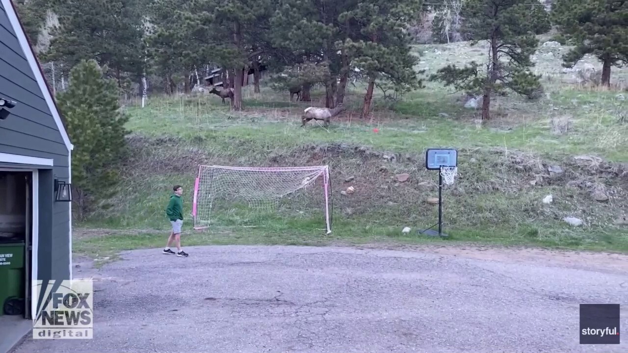Unexpected backyard visitor joins teens in game of soccer