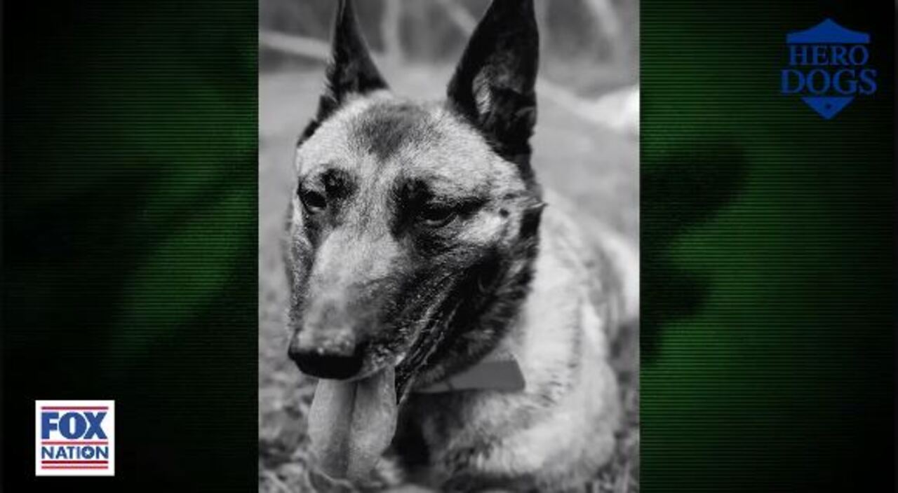 Fox Nation tells the story of Layka, a military dog who was shot four times protecting her team