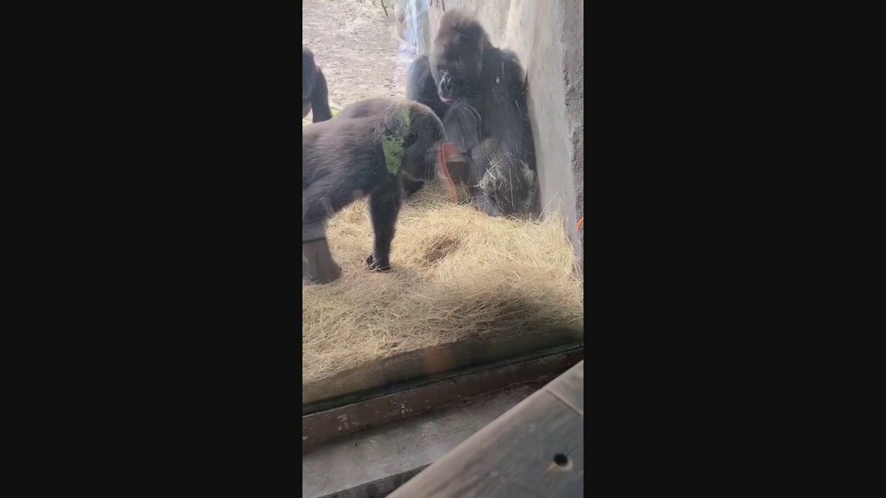 Gorillas find snake in Disney World's Animal Kingdom exhibit in viral video  | Fox News
