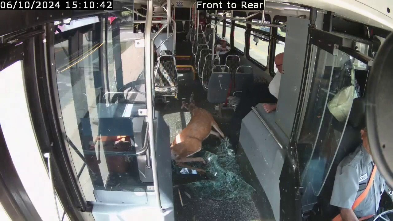 Елен се блъсна в предното стъкло на автобус, докато шофьорът спокойно продължава маршрута си в Роуд Айлънд