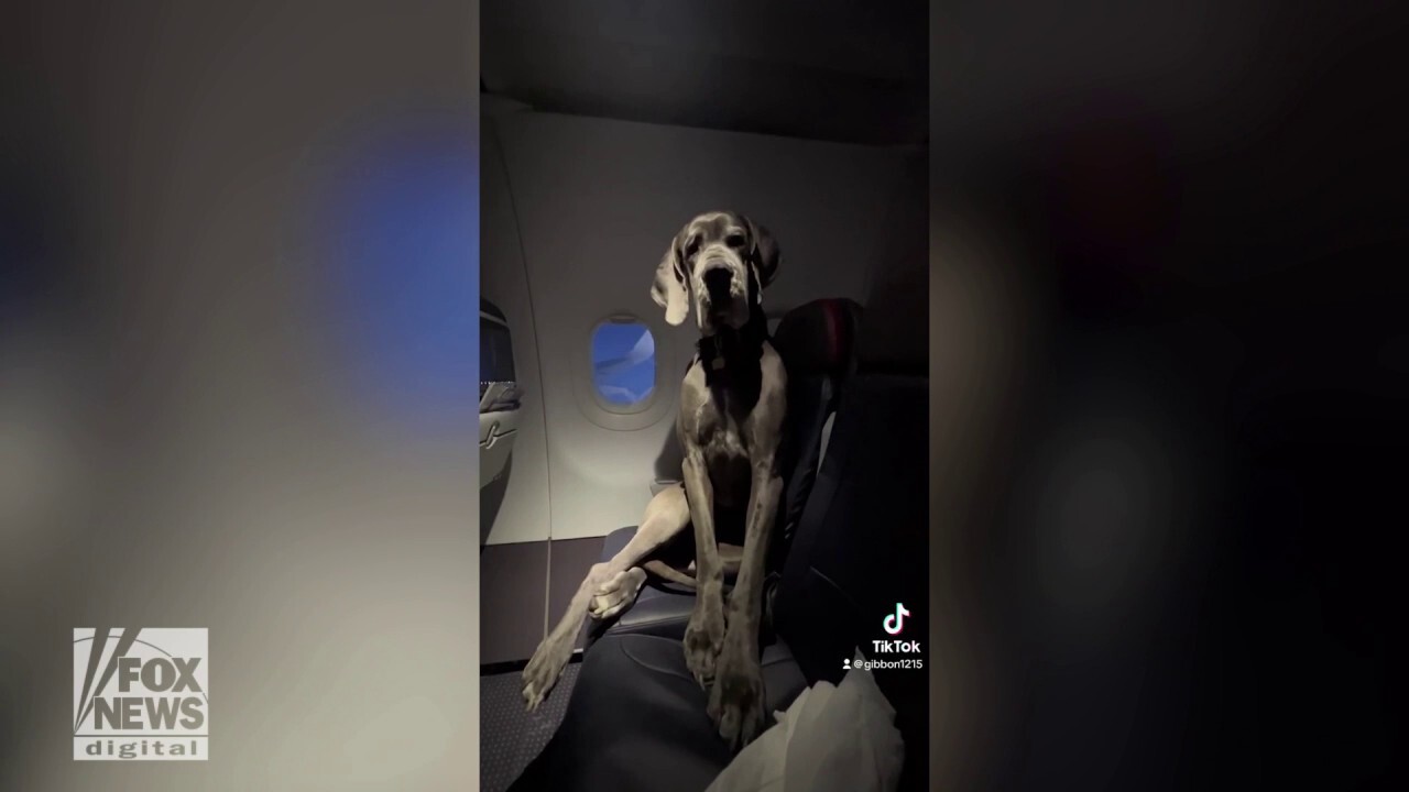 Great Dane takes a plane ride: See how one dog traveled in style