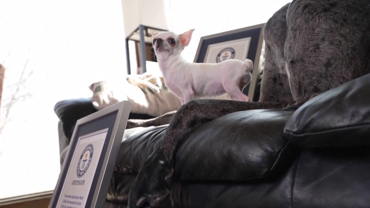 World's tallest, shortest pups meet for playdate