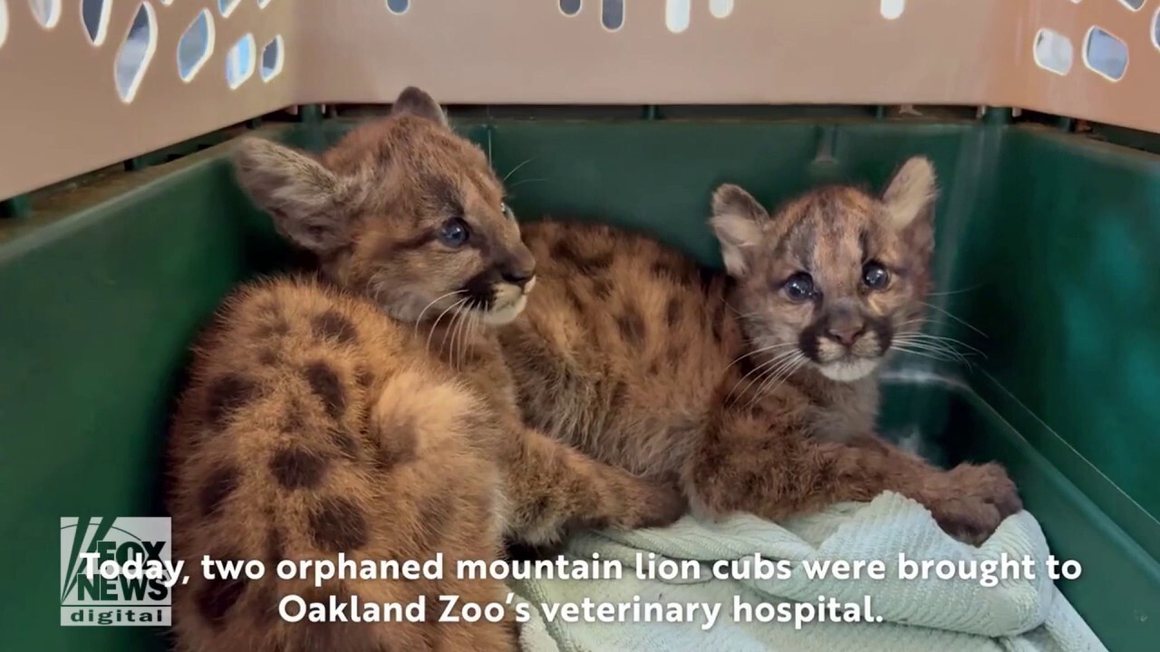 Oakland Zoo's veterinary team rescued two orphaned mountain lions after the animals were found dehydrated and underweight