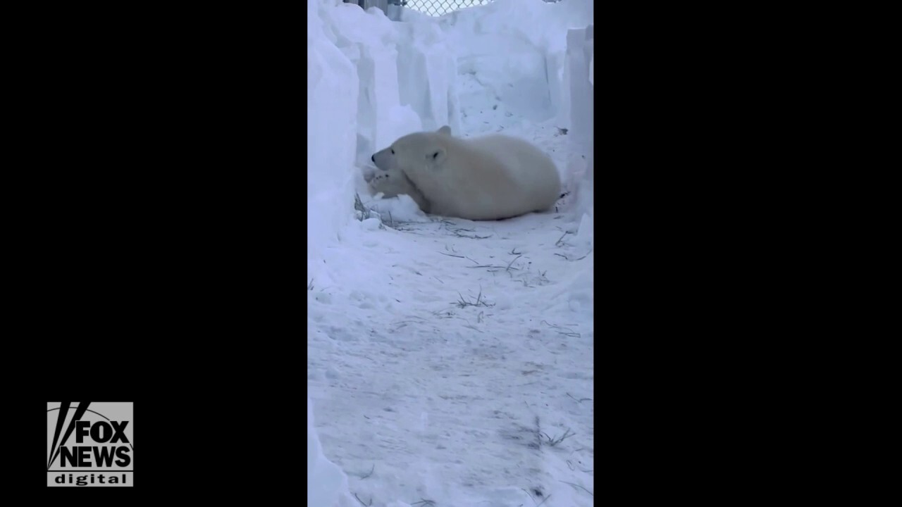  Polar bear seen rolling around his new home: Watch the adorable video
