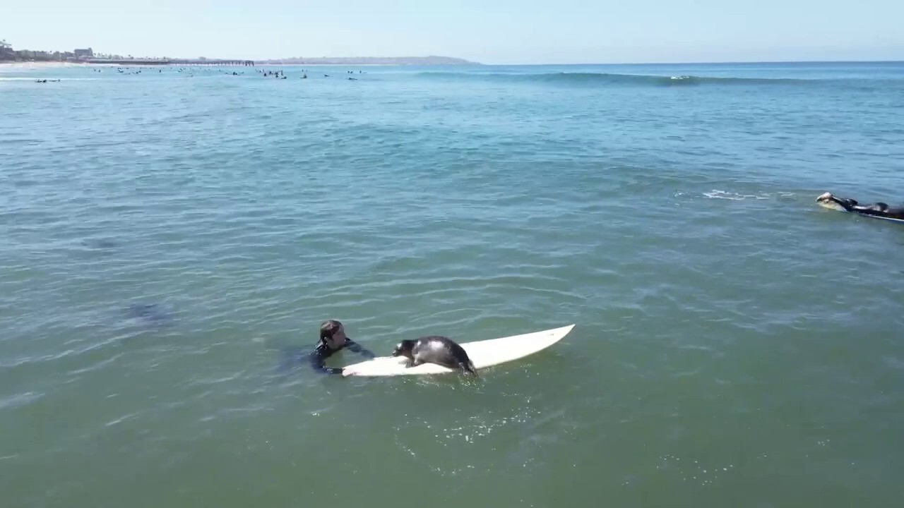 California surfers get surprise visit from baby seal