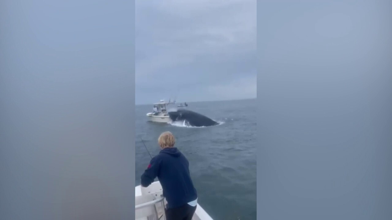 Breaching whale capsizes boat in New Hampshire