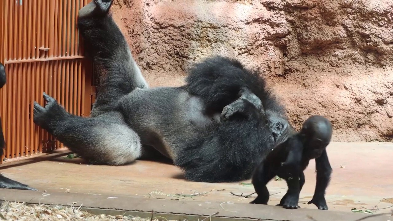 Baby gorilla takes first steps in sweet moment caught on camera