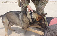 Military Working Dogs Bond with Handlers