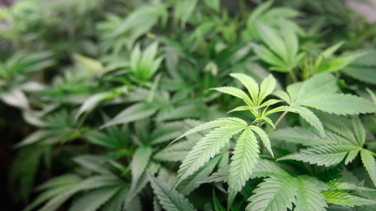 Marijuana stocks up on bullish analyst report