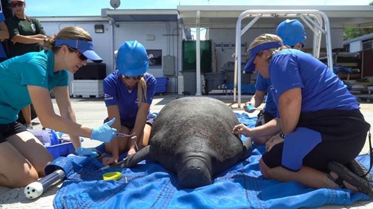 SeaWorld sheltering manatees exposed to deadly red tide