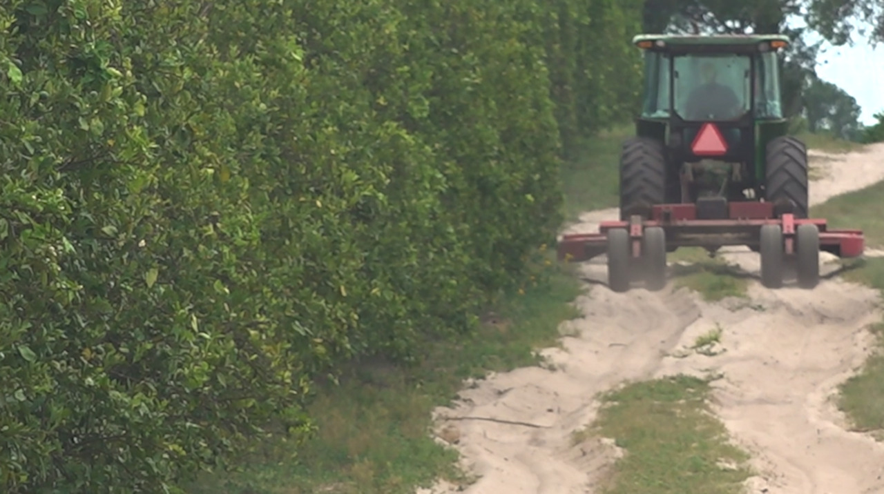 Florida farmers just reported the lowest orange crop yield in almost ninety years, after a devastating 2022 hurricane season. The ongoing battle against citrus greening disease has made a dire situation even worse. 