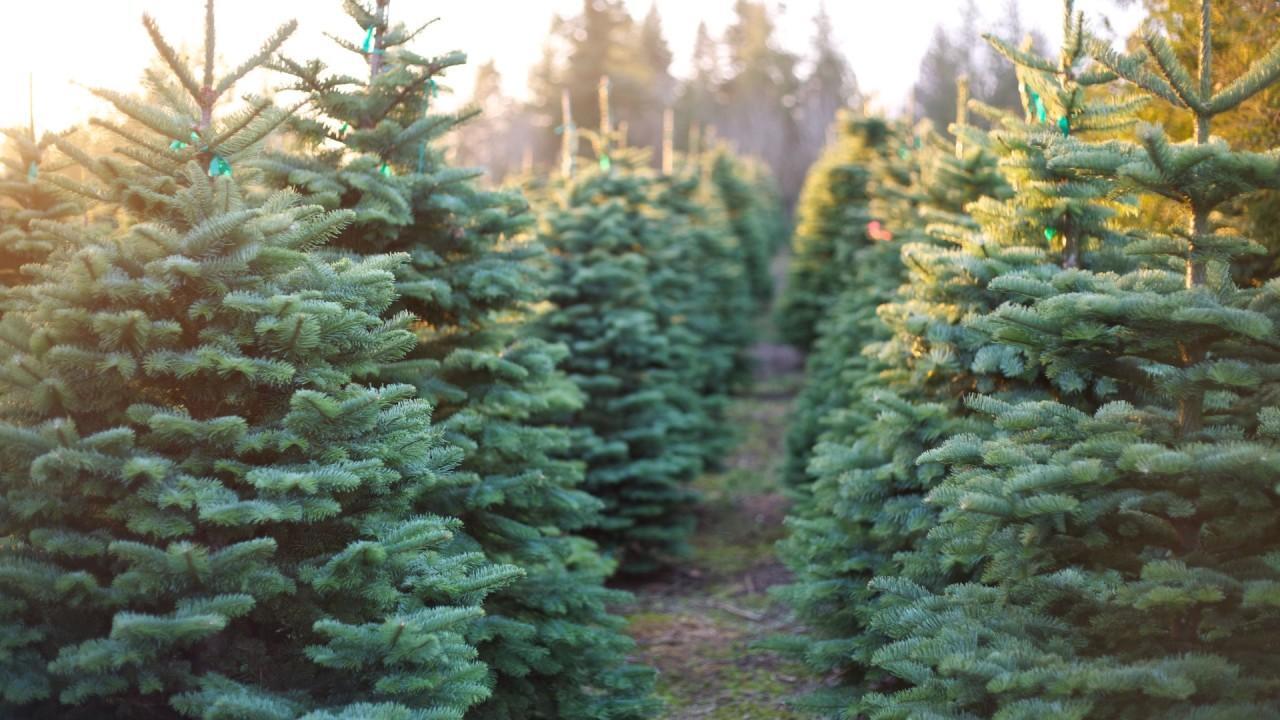 Christmas tree prices surge this holiday season 