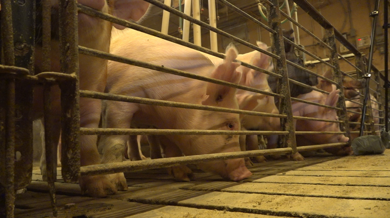 Animal activists say Proposition 12 is about treating farm animals humanely. But, pork farmers say the law doesn't improve care and could cost them thousands per pig.