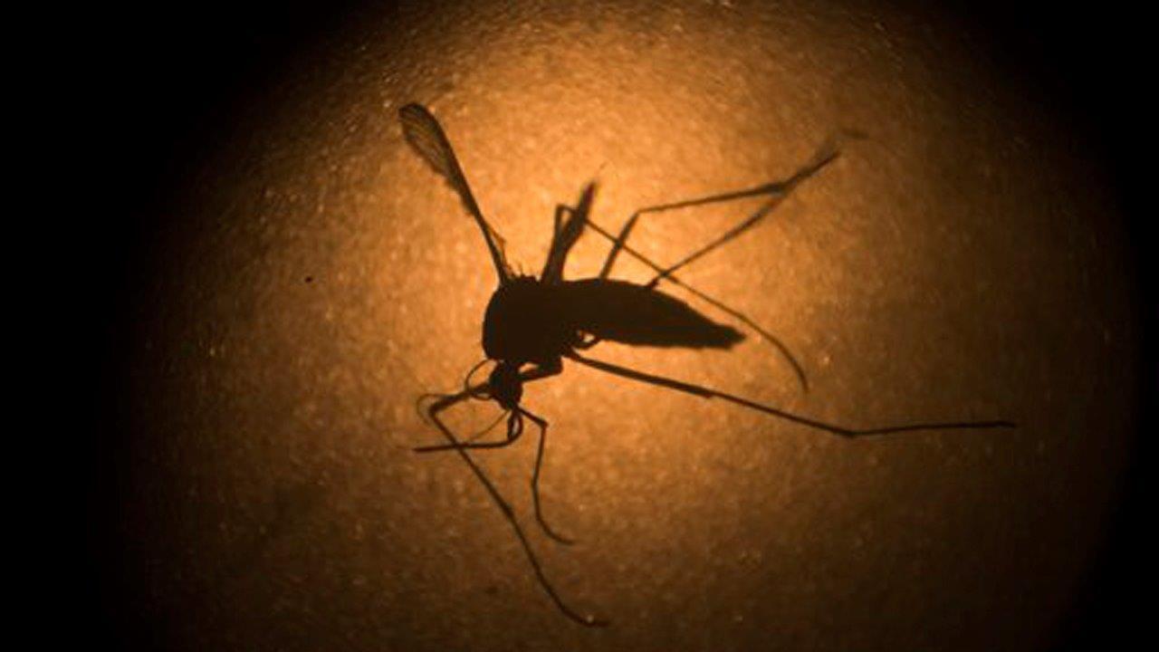 Fighting the Zika virus with Mosquitoes?