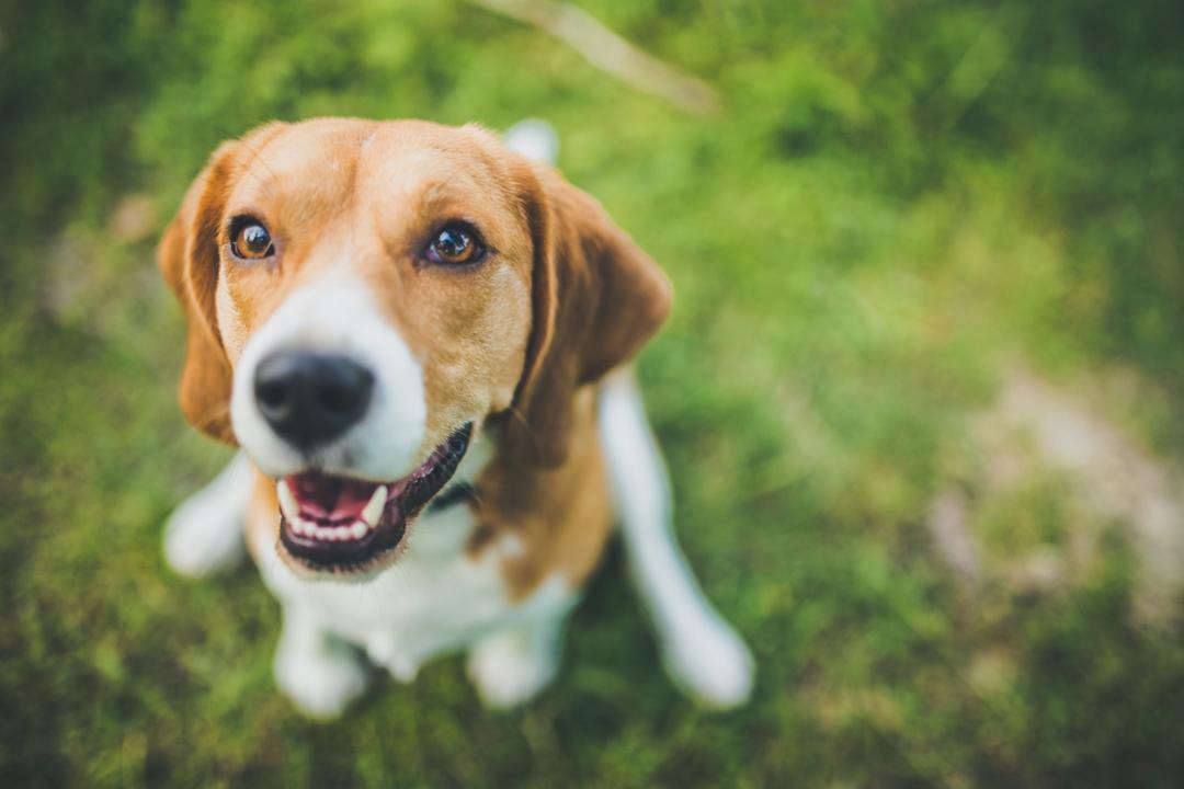 Department of Interior becomes dog friendly workplace