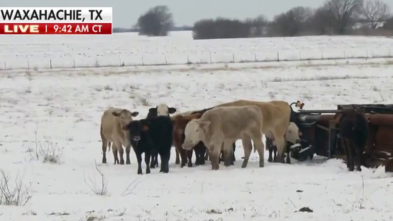 FOX Business’ Grady Trimble talks with a rancher in Texas about how the impact of the winter storm.