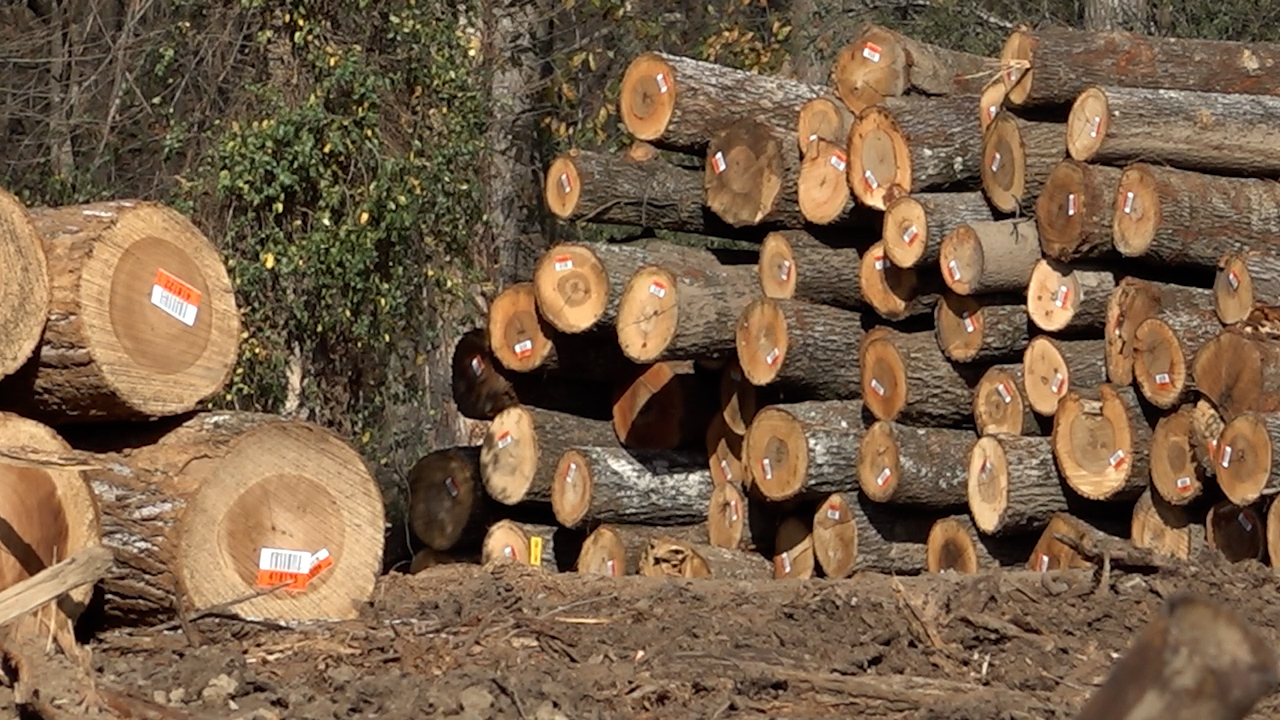 A growing number of U.S. sawmills are shutting their doors for good. Hardwood industry leaders are blaming years of tense trade talks with China for lost business. 