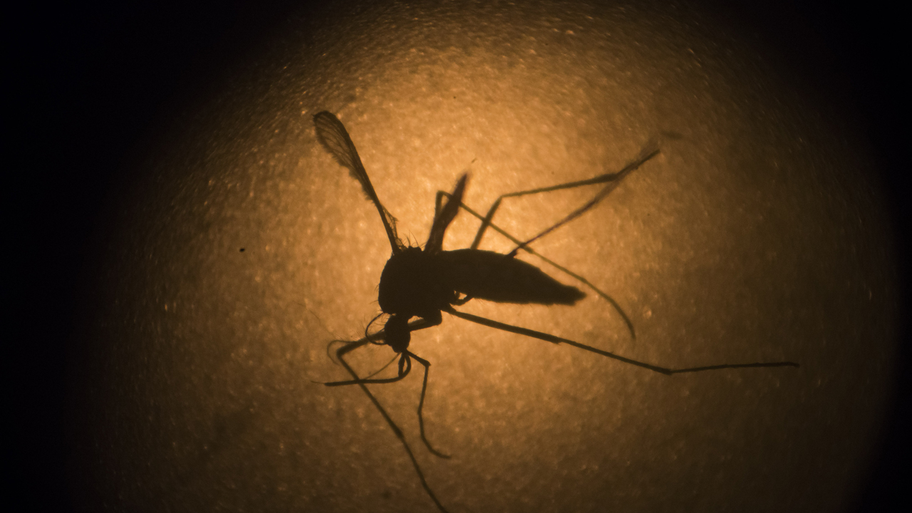 How the Zika virus can be stopped