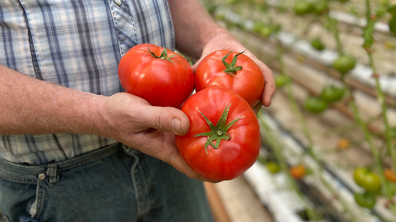 Unrelenting rain slows southern California tomato production