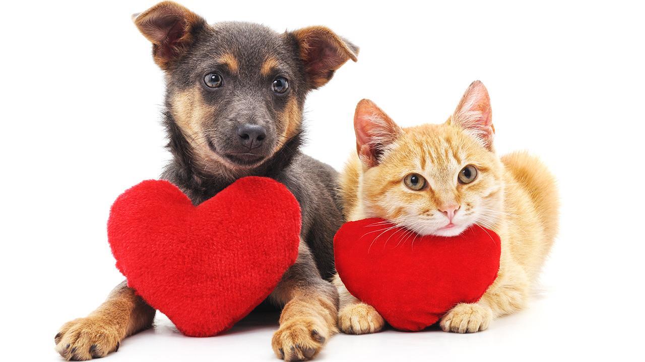 27% of pet owners buying Valentine's Day gifts for fur babies: NRF 