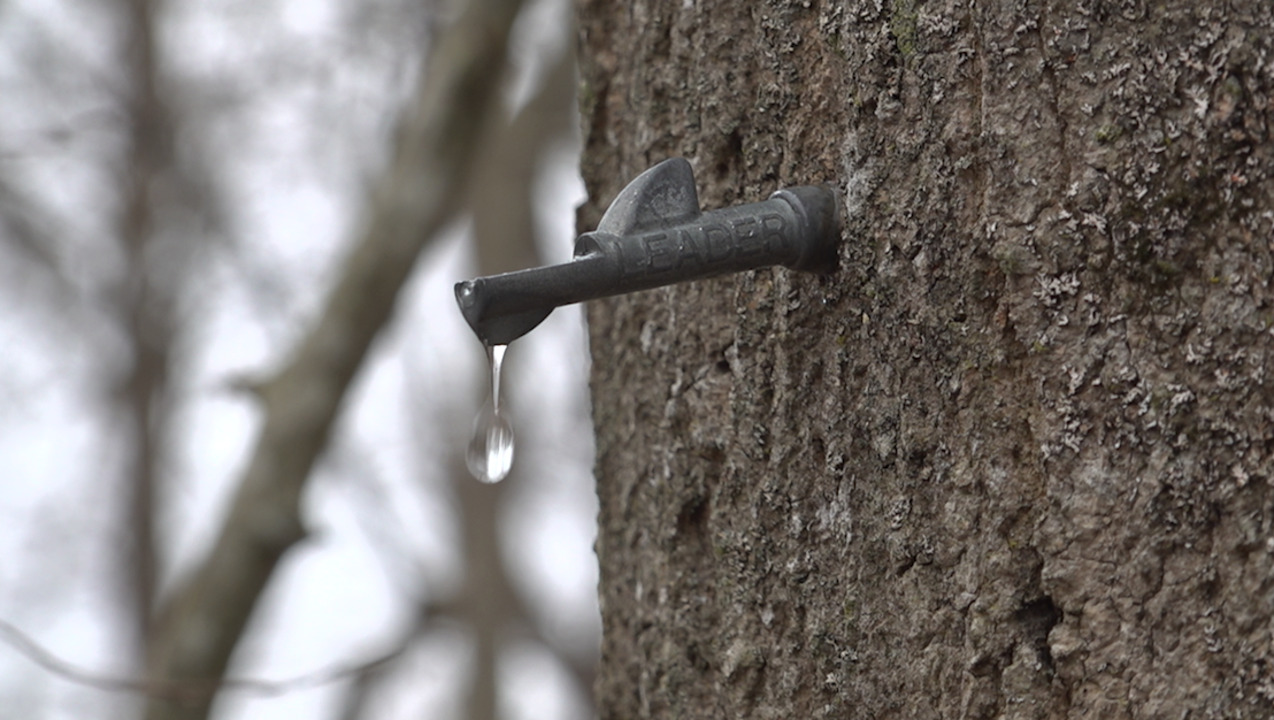 Inflation causes sticky situation for some maple farmers as tapping season comes to an end 