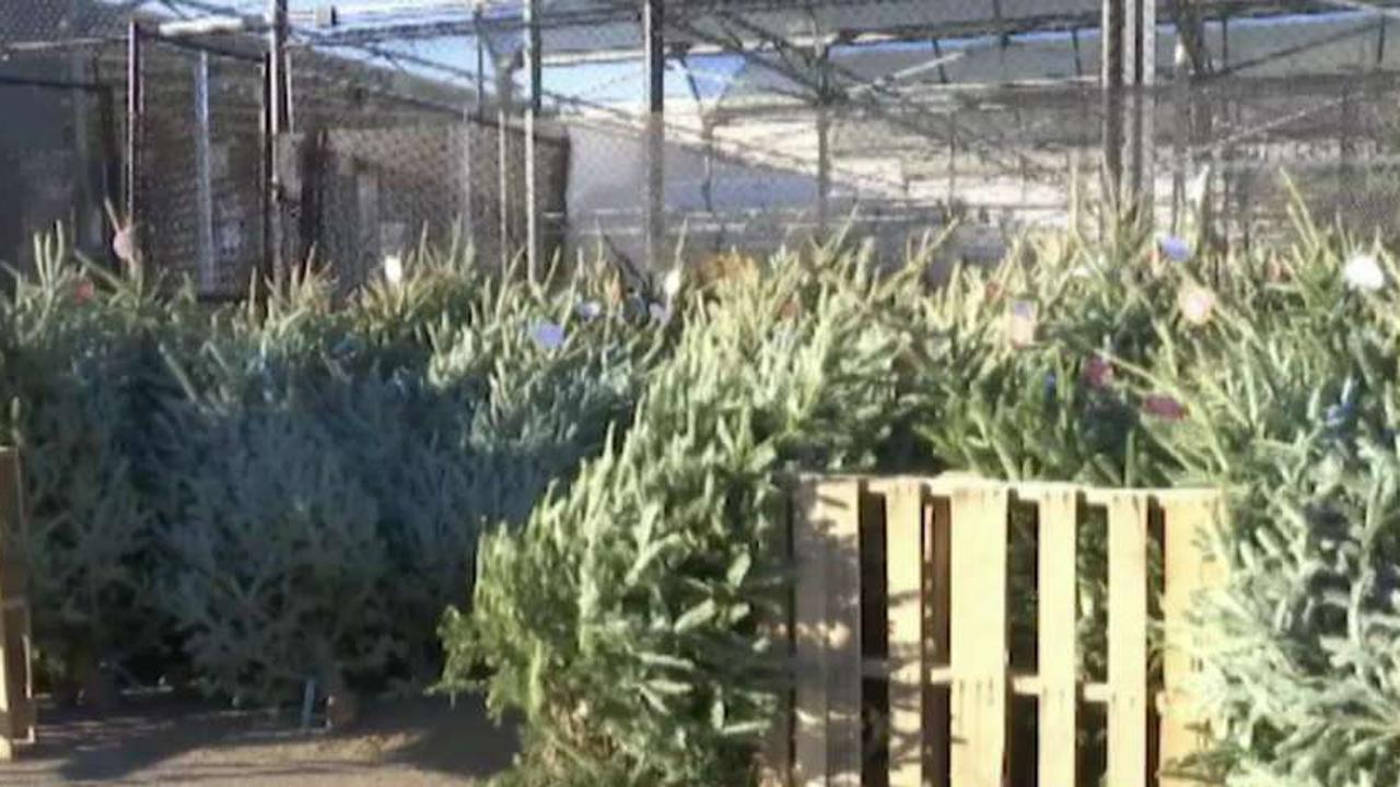 Christmas tree farm gets robbed
