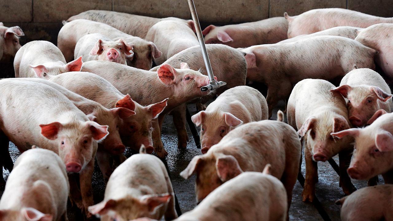 Hog farmer on tariffs: Agriculture needs a win