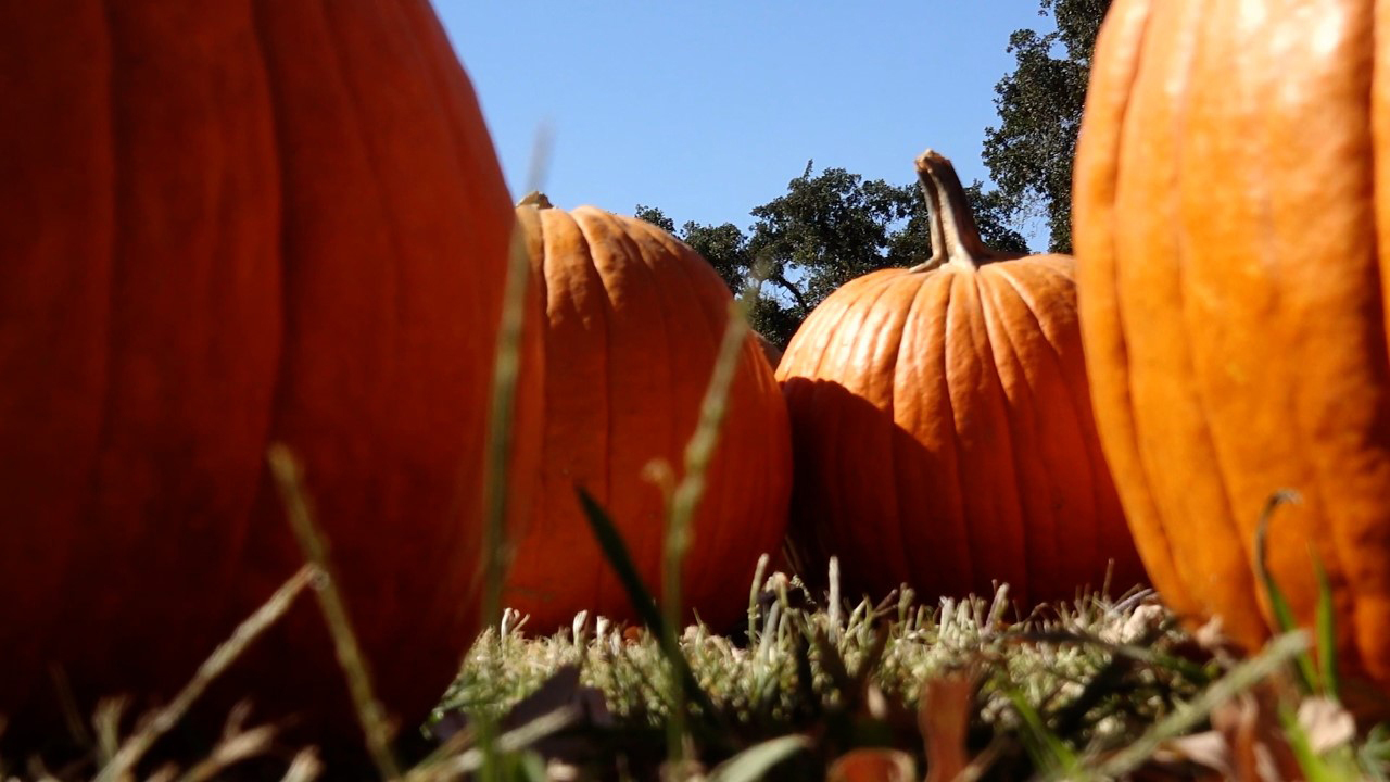 Weather and shipping delays cause shortage of pumpkins