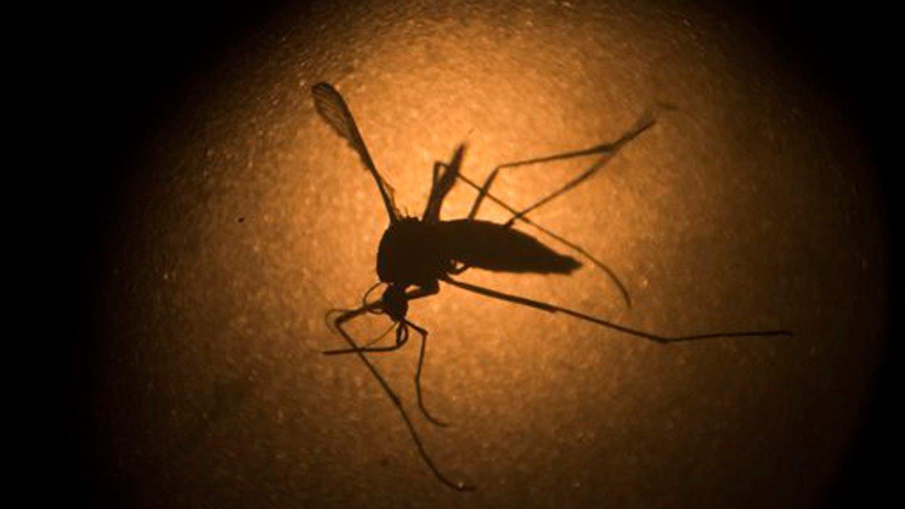 Protecting your family from the Zika virus