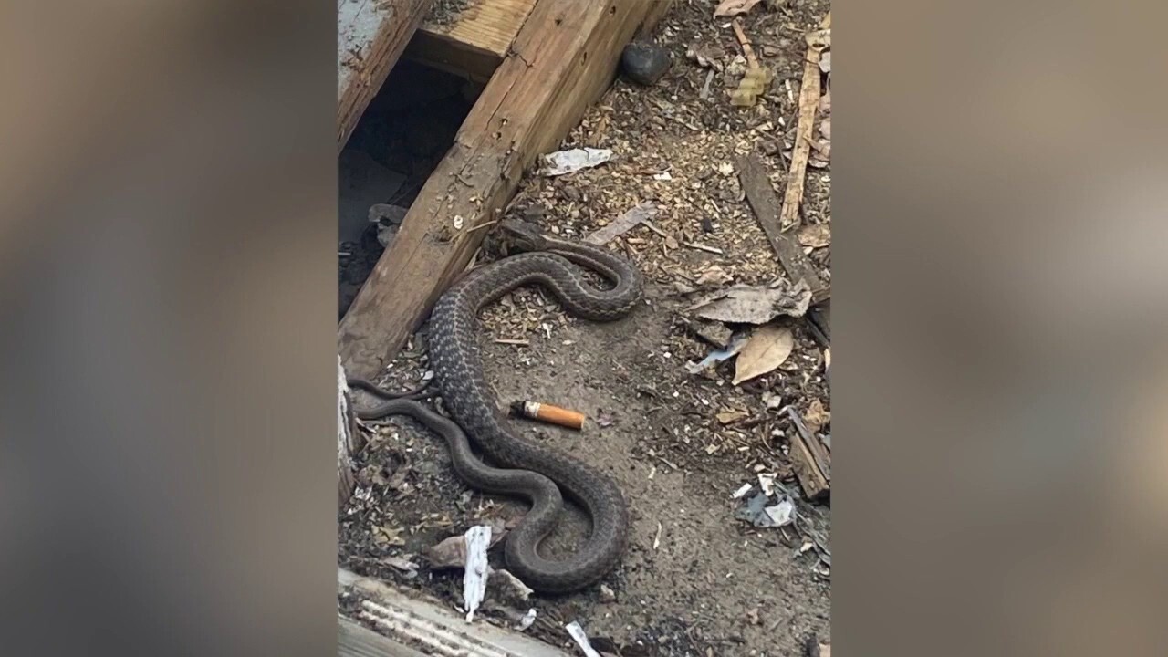 Colorado woman Amber Hall said she found snakes inside her walls and under her patio as she moved into her new home. (Andrea Henderson/KDVR)