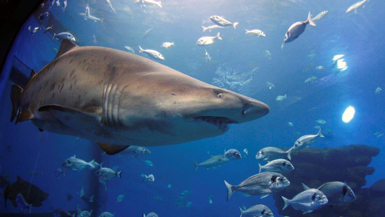 Shark attack survivors go back to feed the sharks