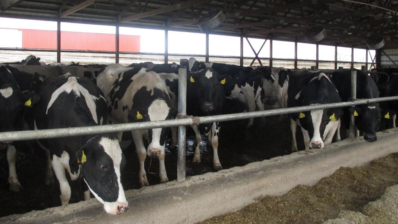 How USMCA will help America's dairy farmers