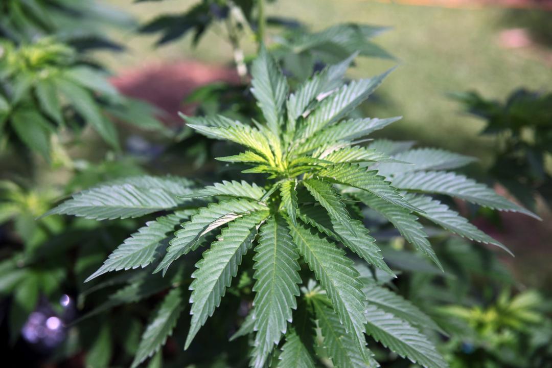 Kennedy: The farm bill may lead to the legalization of marijuana