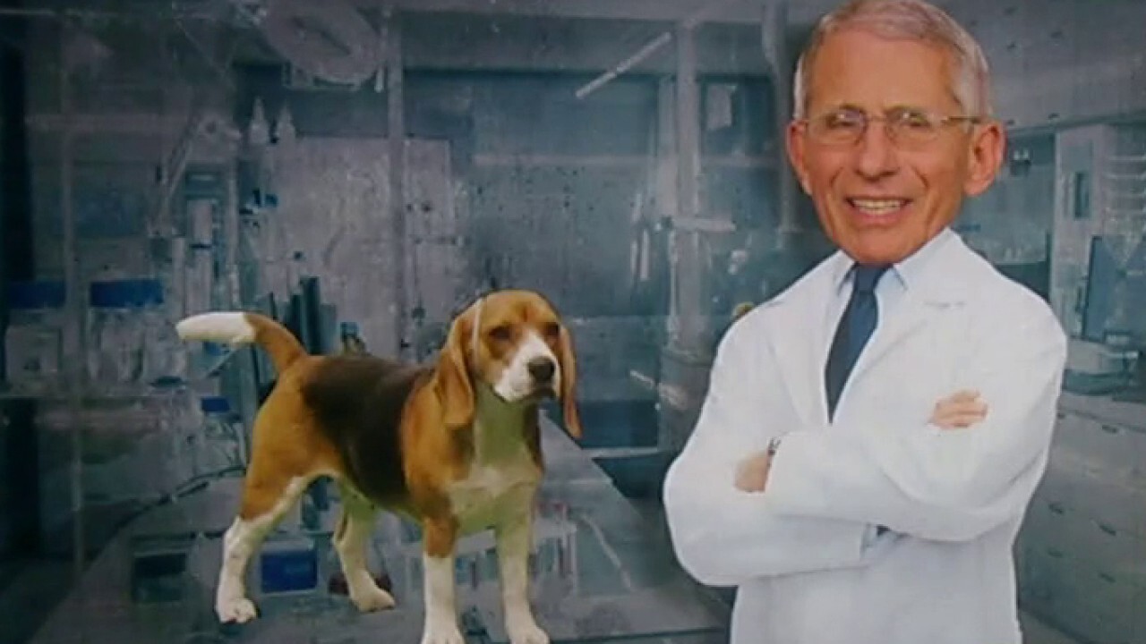 Fauci under fire for alleged puppy experiments, lying about gain-of-function