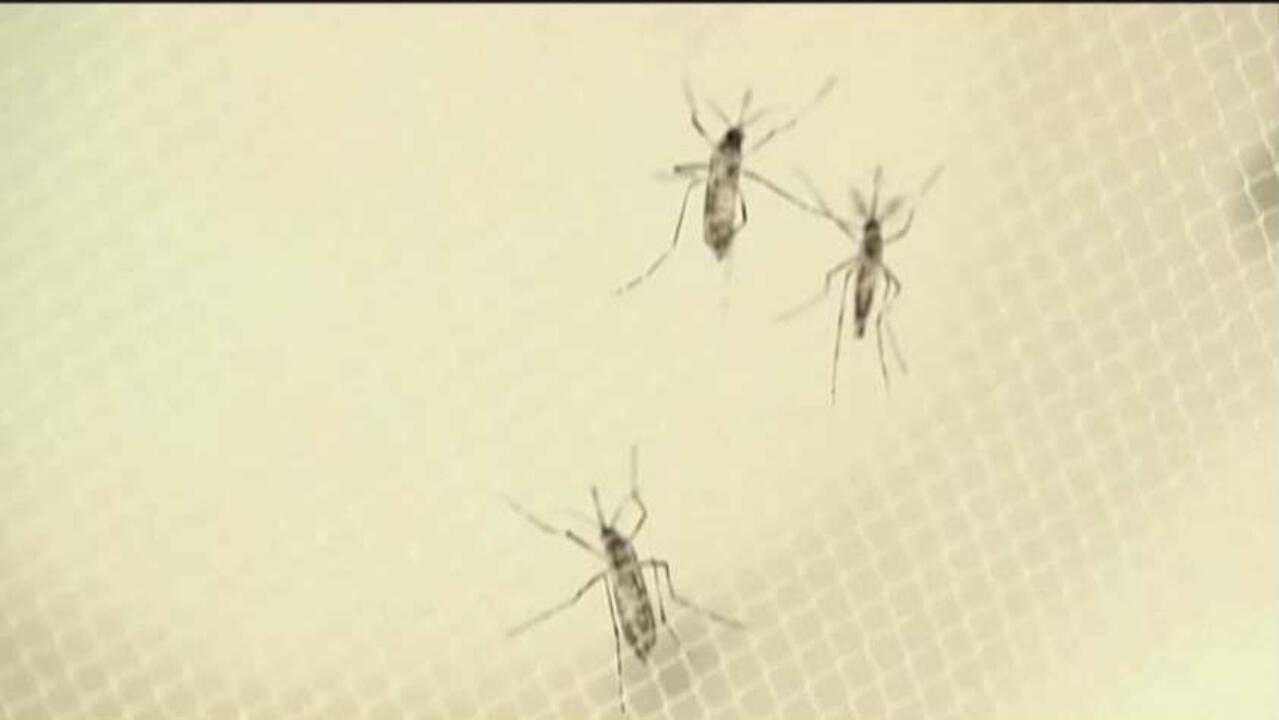 Cdc On Zika Virus Scarier Than We Initially Thought Fox Business Video 