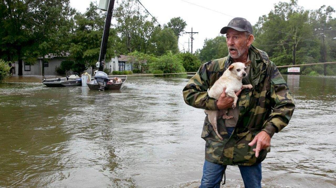 Americans help rescue thousands of animals displaced by Harvey 