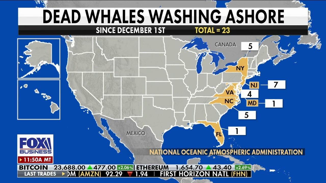 FOX Business correspondent Madison Alworth shares the latest on a Biden administration memo warning of potential harm to whales by offshore wind projects on 'The Big Money Show.'