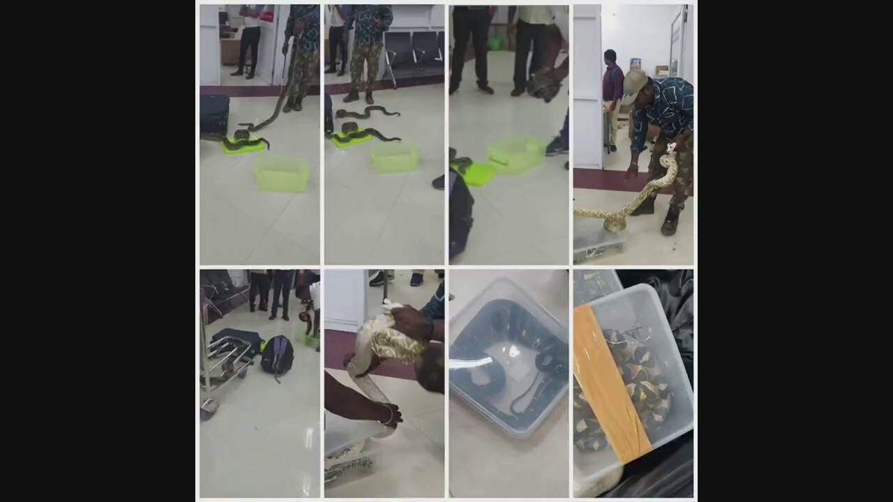 Customs officials in India made an unnerving discovery inside check-in baggage last weekend: 22 snakes and a chameleon. (Central Board of Indirect Taxes & Customs)