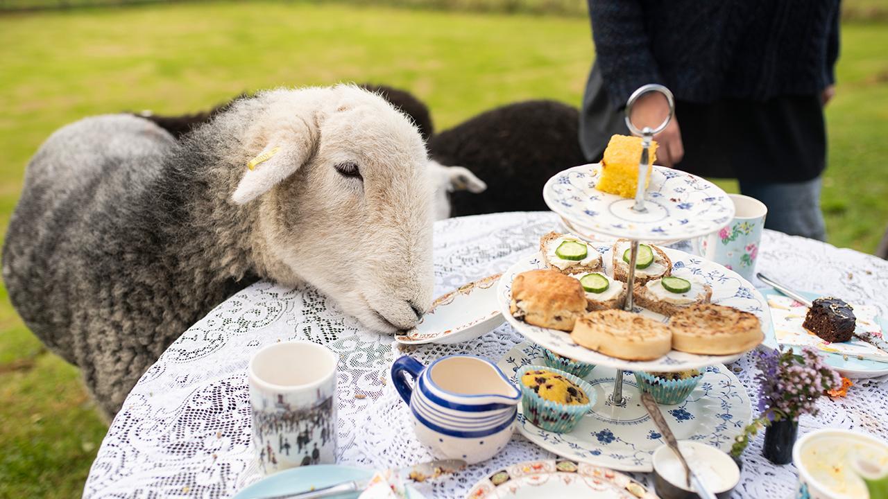 Tea with a goat? Airbnb to offer ‘animal experiences’ 