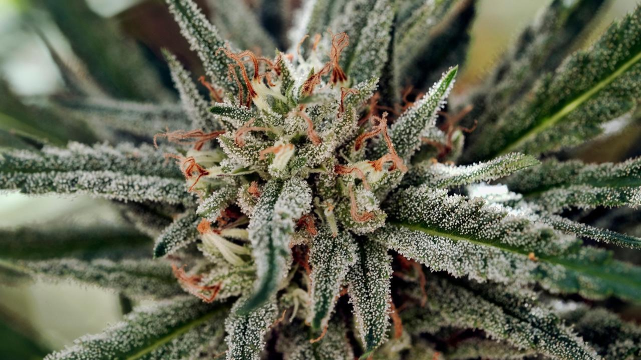 Katherine Mangu-Ward: The US has shown it’s ready for the legalization of marijuana 